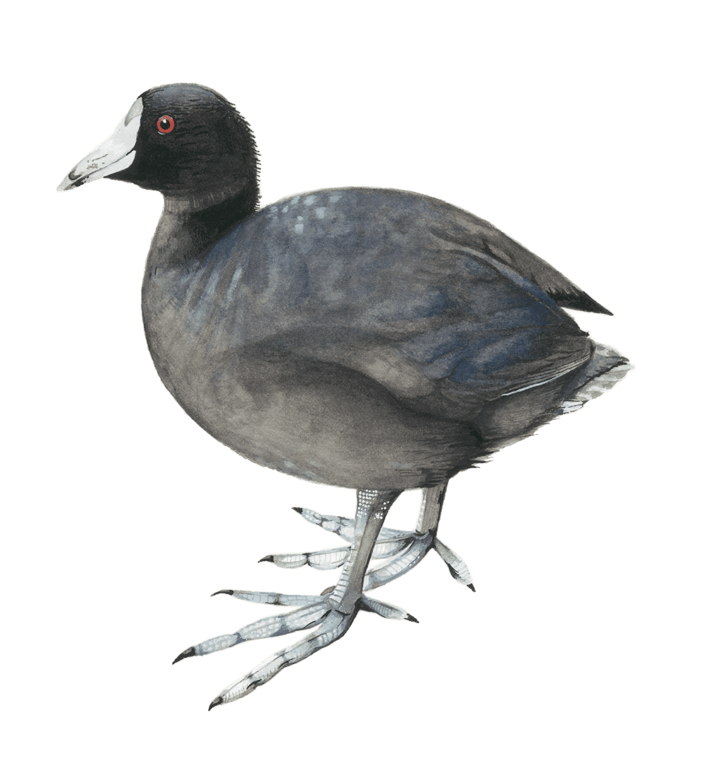 Painting of an American Coot