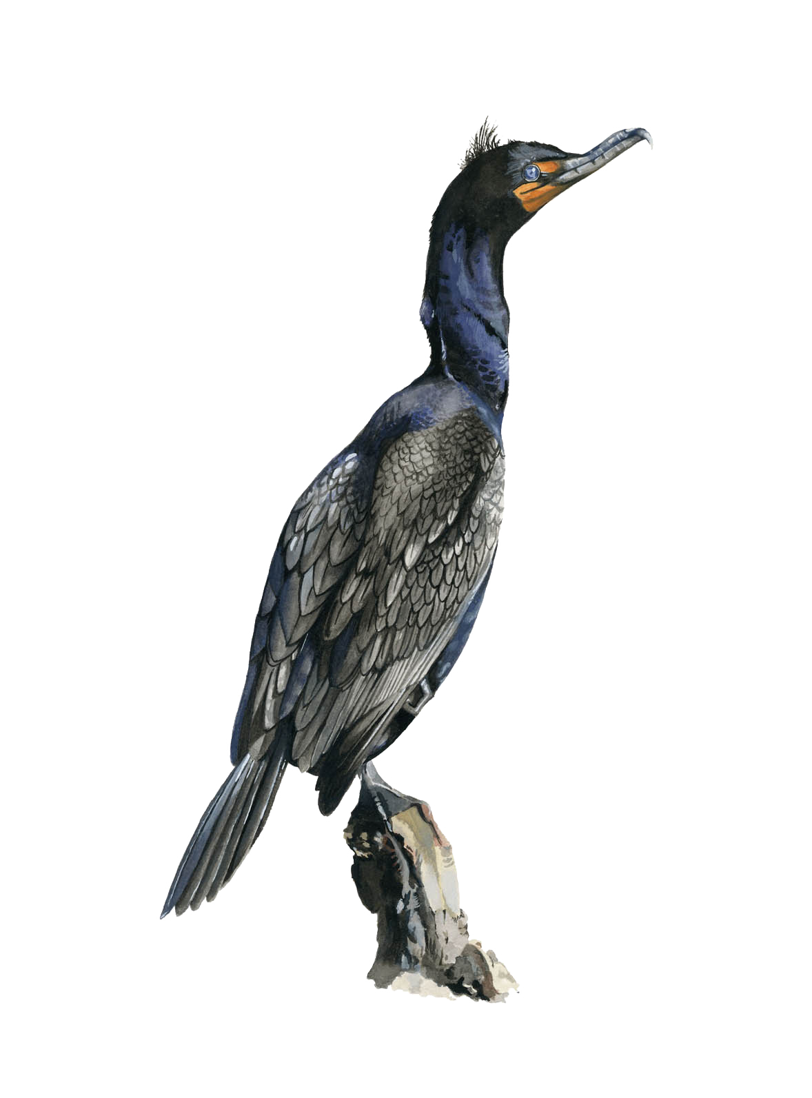 Painting of an Double-crested Cormorant