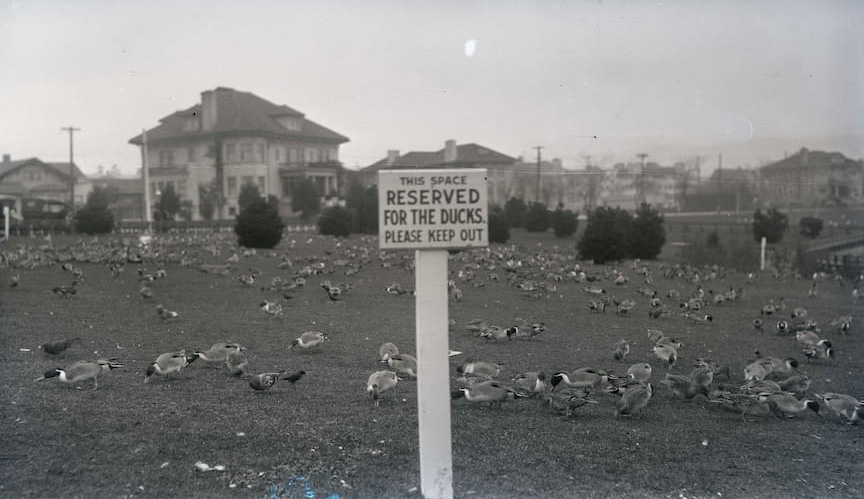 Ducks on lawn with a sign that says 'This space reserved for the ducks. Please keep out.'
