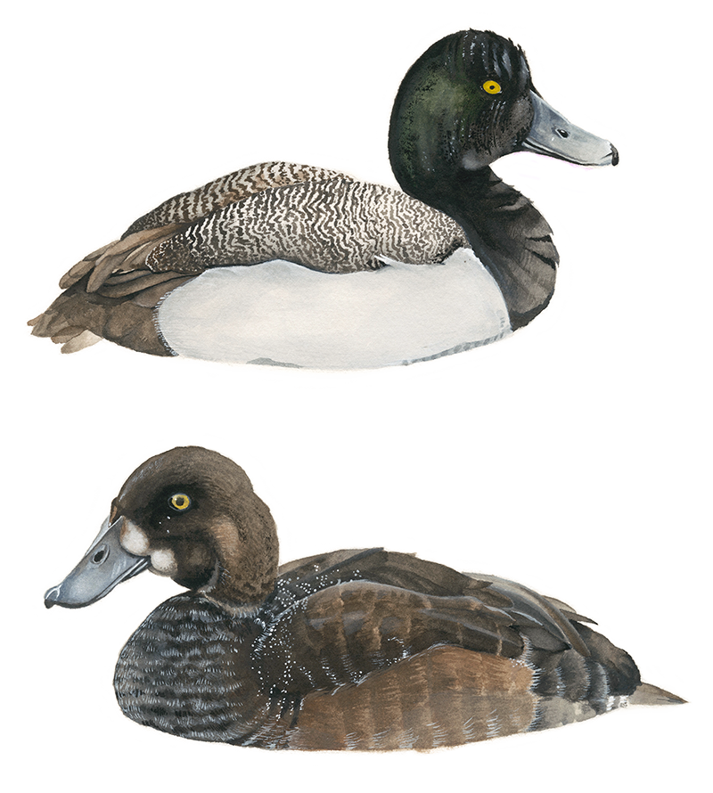 Painting of Greater Scaup